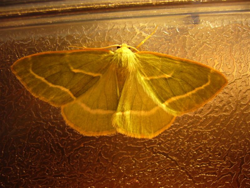 Identificazione